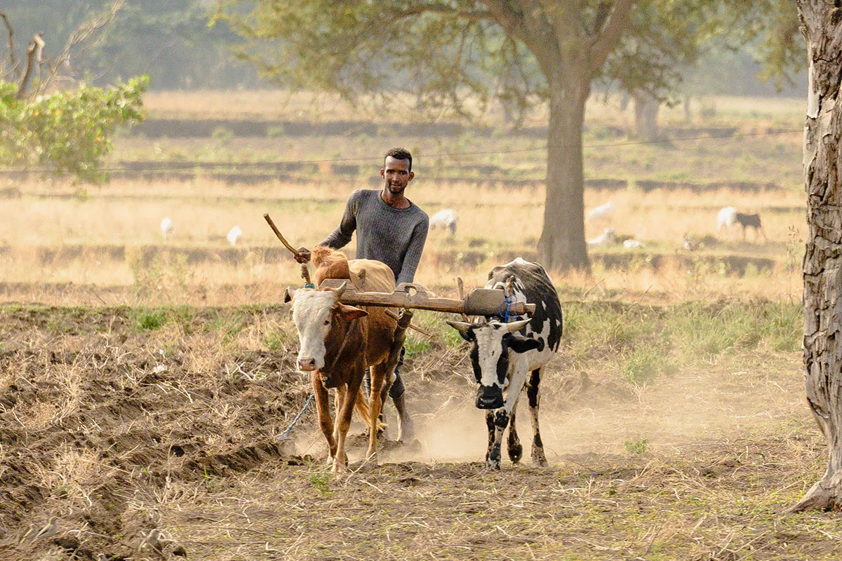 Man tilling fields
