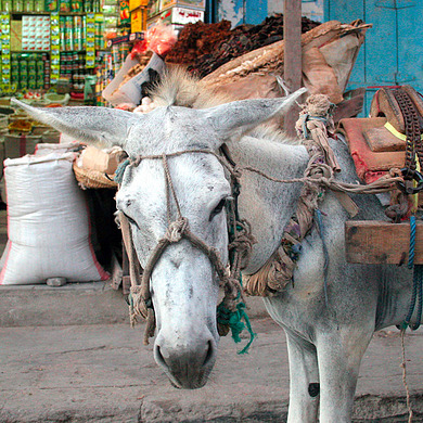 Donkey